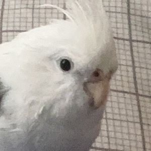 Meet your Posher, Adam